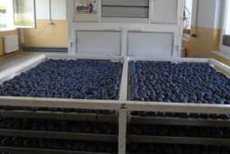 Modrička OPZ Tarevci razvija plasteničku proizvodnju i želi brendirati proizvode od šljiva - U agro-biznis centar uloženo 1,1 mil KM