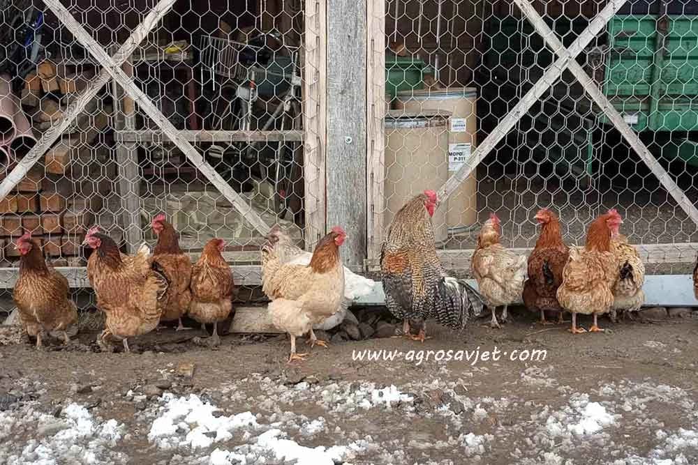 Krompir u ishrani živine