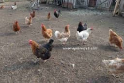 Nedostatak vitamina kod živine dovodi do teških bolesti i poremećaja