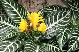 AFELANDRA - Dekorativna sobna biljka koja voli vlagu i toplotu