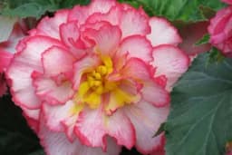 Proljetna sadnja prelijepe BEGONIJE