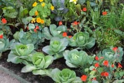 Cvijeće i povrće - Šta sa čime saditi?