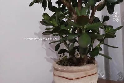 Koji je pravi raspored cvijeća po sobama i zašto je važan?