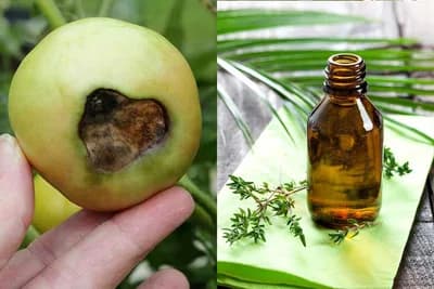 ETARSKA ULJA su prirodni borci protiv biljnih bolesti