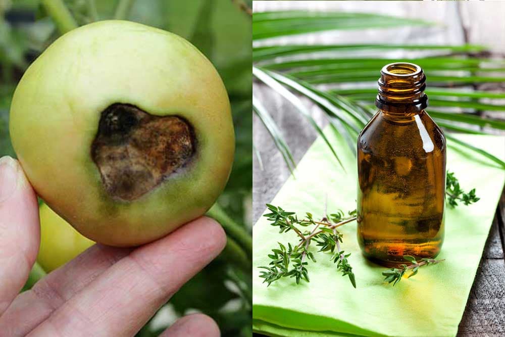 ETARSKA ULJA su prirodni borci protiv biljnih bolesti