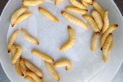 Bijele gusjenice koje proždiru plastični otpad /VIDEO/