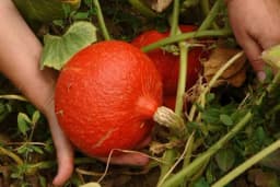 HOKAIDO TIKVA - Uzgoj i upotreba ove popularne tikve