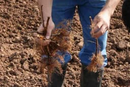 Priprema izdanaka maline za sađenje