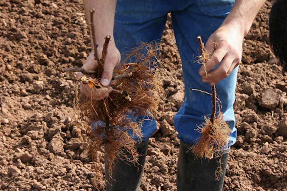 Priprema izdanaka maline za sađenje