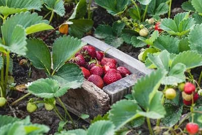 Njega živića jagode poslije sađenja - Za najbolje prinose slijedite ove savjete