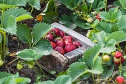 Uživajte u sezonskim blagodatima: Plodovi koji dozrijevaju u proljeće