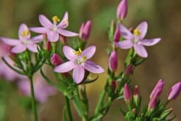 KIČICA - Biljka od hiljadu dukata, evo zašto je ovoliko vrijedna!