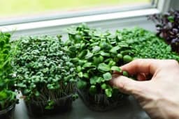 Klice - Lako se uzgajaju i izuzetno su zdrave