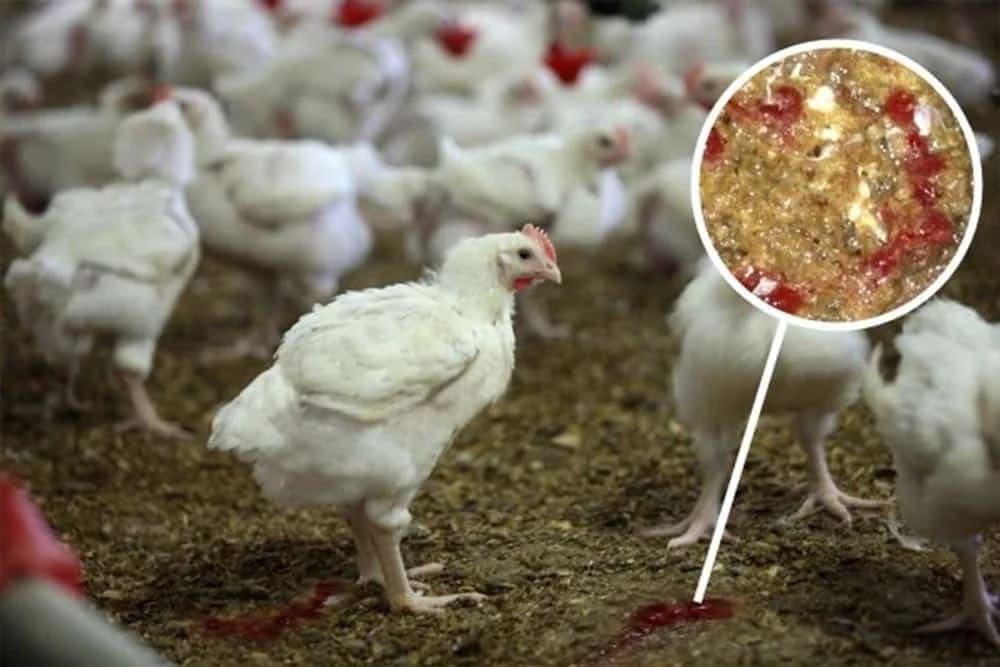 Kokcidioza - Krvavi proliv kod živine