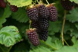 Upoznajte se sa najboljim ranim sortama KUPINE