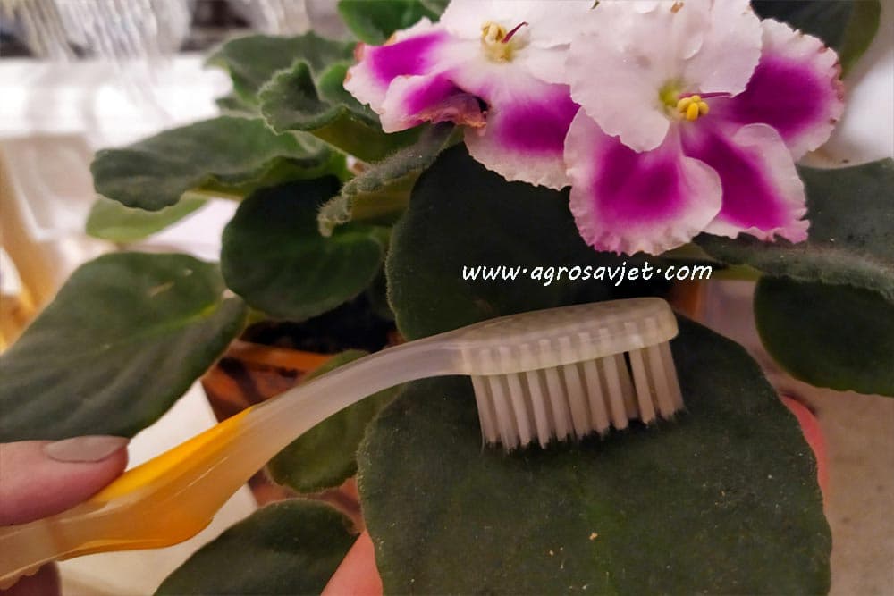 Kako da očistite kuče biljke