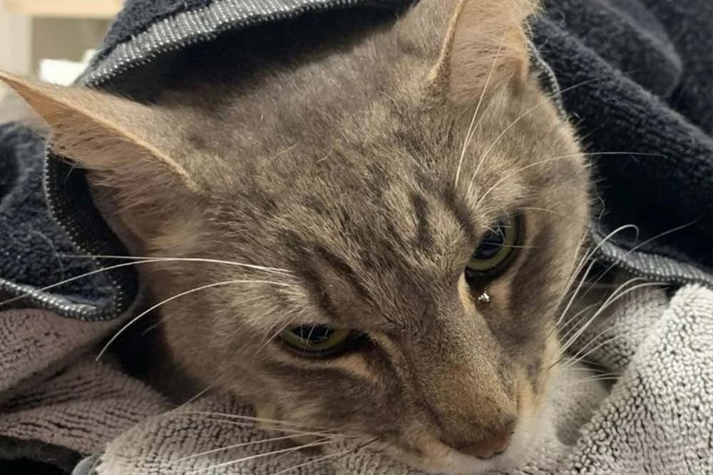 Mačak ugrizima usmrtio zmiju kako bi spasio djecu pa uginuo