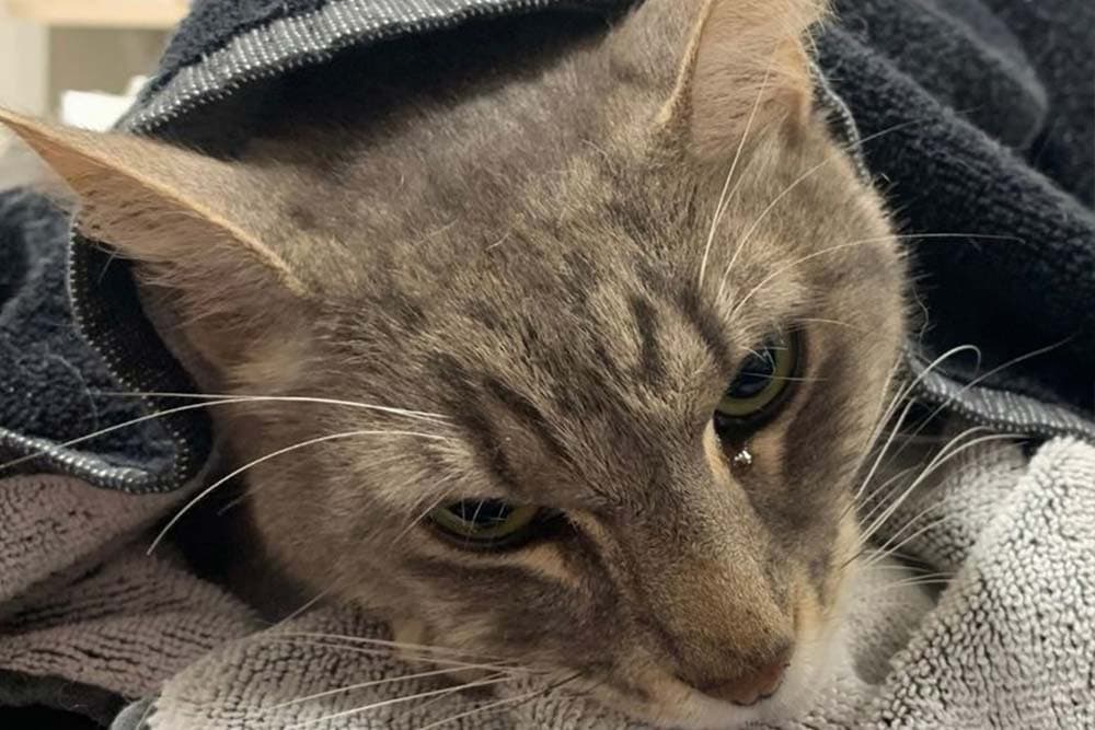 Mačak ugrizima usmrtio zmiju kako bi spasio djecu pa uginuo