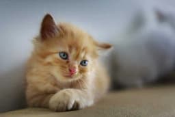 Dokazano da su MAČKE naklonjenije ženama – Evo ZAŠTO!