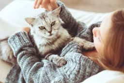 Mačke OSJEĆAJU BOLEST VLASNIKA - Ako nanjuši temperaturu ili nešto teže, MAČKA ĆE URADITI OVO!