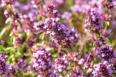 Ovog proljeća posadite MAJČINU DUŠICU u baštu ili saksiju - Nema korisnije biljke od ove!