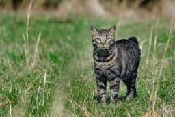 Mačka sa karakterom psa