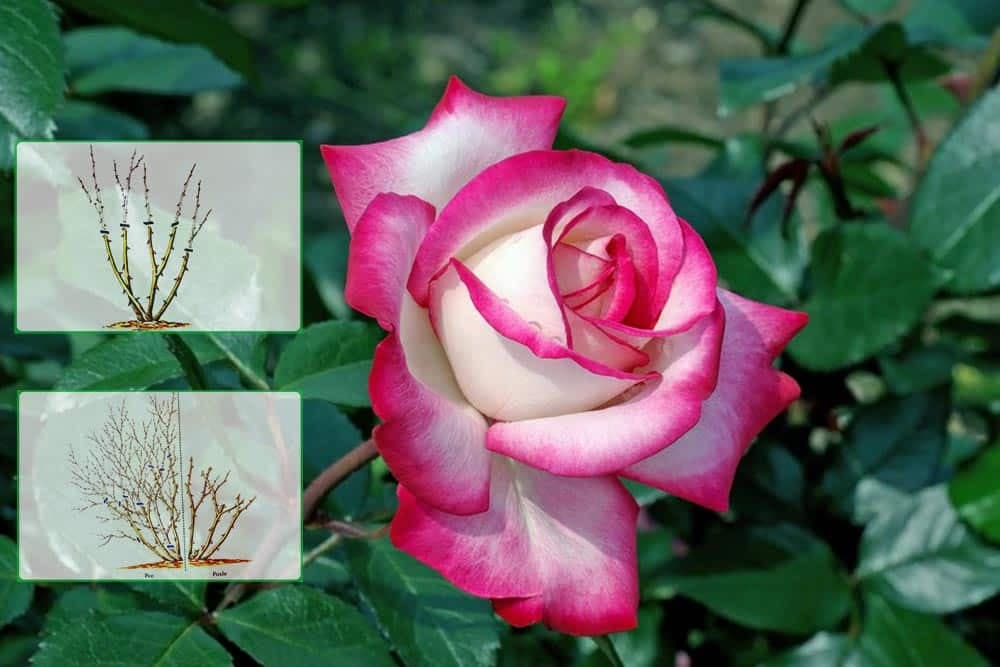 Savjeti za lako i uspiješno orezivanje žbunastih ruža