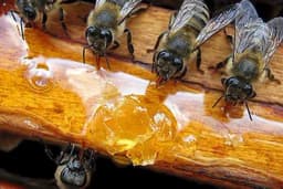 Nije svaki med dobar za zimsku ishranu pčela