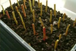 Razmnožavanje borovnice zrelim i zelenim reznicama