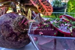 5 recepata za salatu od cvekle - Jača tijelo, čisti crijeva i jetru, spas za krvne sudove