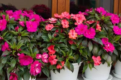 Impatiens ili vodenika - Kakvu njegu traži da bi cvjetala cijelo ljeto
