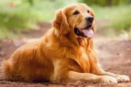 OVE RASE PASA SU PRAVI PORODIČNI PSI - Sjajno se slažu sa djecom i vrlo su odani