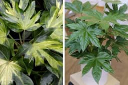 BRŠLJANOLISNA ARALIJA - Otporna i moderna sobna biljka