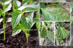 Bakteriozna plamenjača rasada paprike