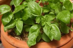 Sedam razloga zašto treba da koristite ljekoviti i moćni bosiljak