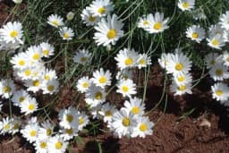 Buhač ili buvač je biljka koja tjera štetočine od vaših usjeva