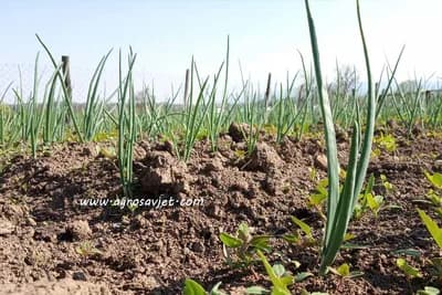 Crni i bijeli luk: Ove biljke nipošto nemojte saditi pored njih u bašti