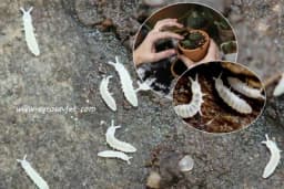 Crvići u saksijama sobnih biljaka - Kako se riješiti ovih štetočina