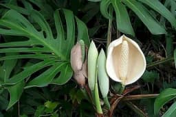 Pet biljaka koje su obilježile prošlu godinu