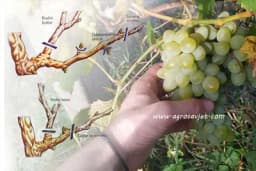 Vinova loza - Rezidba za rod