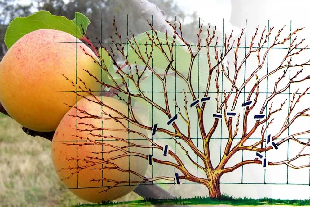 Kako podmladiti kajsiju