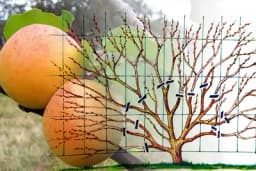 Kako podmladiti kajsiju