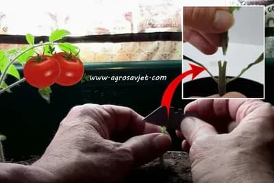 Kalemljenje povrća - Ovom tehnikom do većih prinosa i otpornijih biljaka