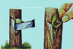 Šta je kalemljenje i njegova podjela?