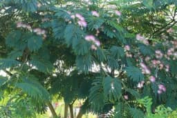 Kineska mimoza - Idealno rješenje za one koji nemaju strpljenja, a žele da u hladovini uživaju brzo