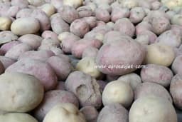 Znak da krompir nije više dobar za jelo i da je štetan po zdravlje