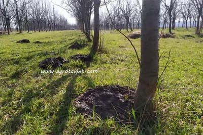 Kako otjerati krtice iz voćnjaka?