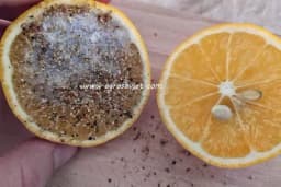 Limun, so i biber! Mješavina koja rješava ovih 5 važnih problema!