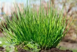 VLAŠAC - Kada i kako se sadi ovaj luk