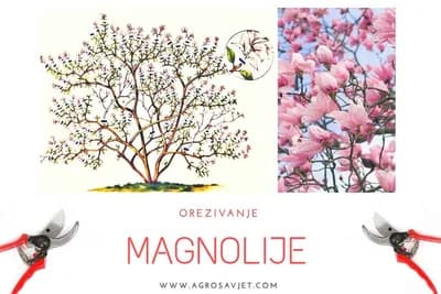 Orezivanje i podmalađivanje magnolije